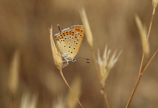 Kk Ate Gzeli (Lycaena thersamon)