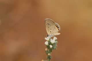 Mcevher Kelebei (Chilades trochylus)