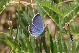 das Mavisi, Esmergz (Plebejus idas)