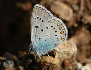 okgzl Amanda (Polyommatus amandus)