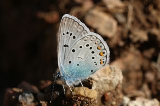 okgzl Amanda (Polyommatus amandus)