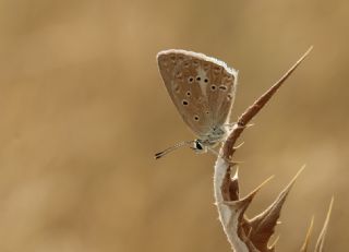 Anormal okgzl (Polyommatus admetus)