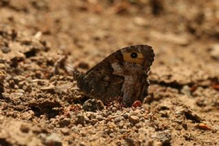 Anadolu Kzlmelei (Hipparchia pellucida)