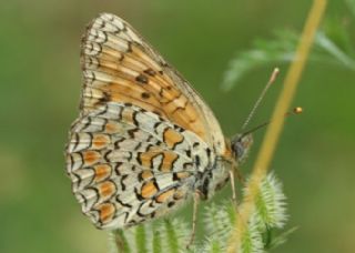 Benekli Byk parhan (Melitaea phoebe)