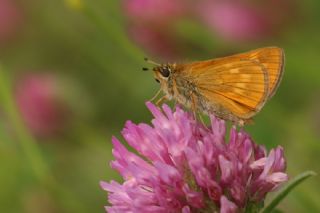 Orman Zpzp (Ochlodes sylvanus)