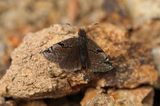 Kara Z�pz�p&nbsp;(Erynnis&nbsp;marloyi)