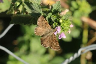 Pasl Zpzp (Erynnis tages)