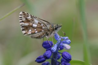 Ege Zpzp (Pyrgus melotis)