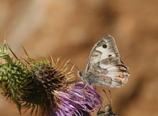 Anadolu Yalanccads (Pseudochazara anthelea)