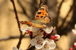 Karaaa Nimfalisi (Inachis polychloros)