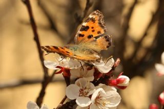 Karaaa Nimfalisi (Nymphalis polychloros)