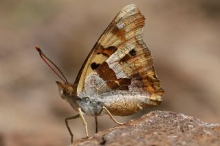 Anadolu ehzadesi (Thaleropis ionia)