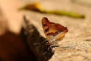 Anadolu ehzadesi (Thaleropis ionia)