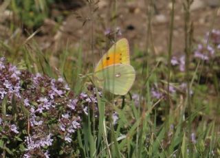 Anadolu Azameti (Colias aurorina)