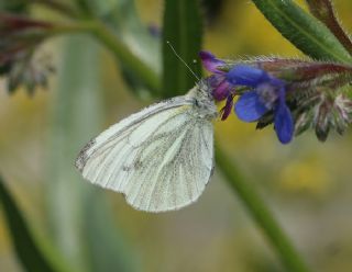 Yalanc Beyazmelek (Pieris pseudorapae)