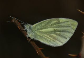 Yalanc Beyazmelek (Pieris pseudorapae)