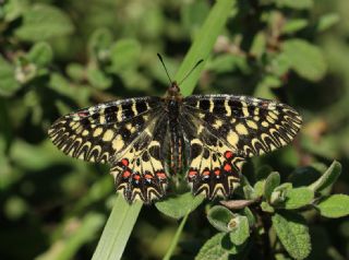 Gney Fistosu (Zerynthia polyxena)