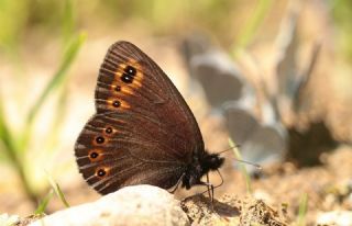 Orman Gzelesmeri (Erebia medusa )