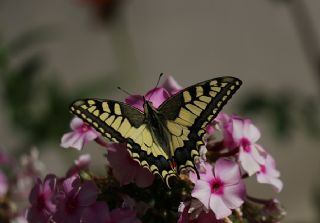 Krlangkuyruk (Papilio machaon)