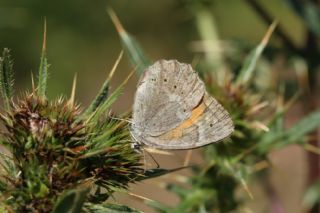 Kaya Esmeri (Kirinia clymene)