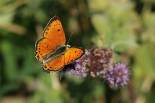 Anadolu Ate Gzeli (Lycaena asabinus)