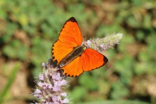 Da Atei (Lycaena thetis)