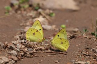 Gzel Azamet (Colias alfacariensis)
