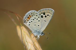 Anadolu Turan Mavisi (Turanana panagaea)