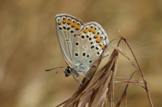 Doulu Esmergz (Plebejus carmon)