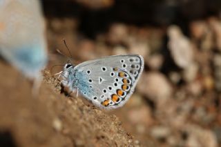 Anadolu Esmergz (Plebejus modicus)