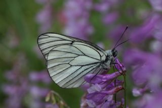 Al Beyaz (Aporia crataegi)
