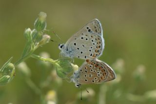 Acem okgzls (Polyommatus alcedo)