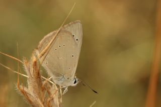 �okg�zl� Anadolu T�yl�s�&nbsp;(Polyommatus&nbsp;antidolus)