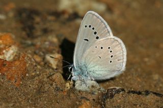 okgzl Gzel Mavi (Polyommatus bellis)