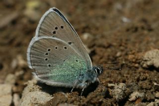 okgzl Rus Mavisi (Polyommatus coelestina)