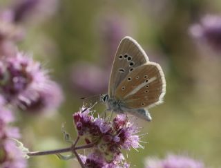 okgzl Damon Mavisi (Polyommatus damon)