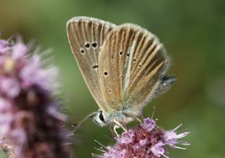 okgzl Damon Mavisi (Polyommatus damon)