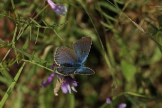 okgzl Diana Mavisi (Polyommatus diana)