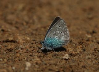 okgzl Diana Mavisi (Polyommatus diana)