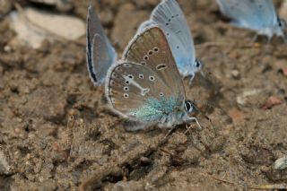 okgzl Geranium Mavisi (Aricia eumedon)