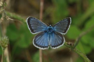 �okg�zl� Yalanc� Eros&nbsp;(Polyommatus&nbsp;eroides)