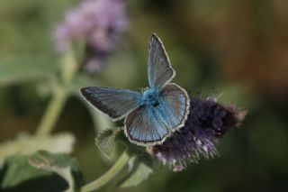 okgzl figenya (Polyommatus iphigenia)