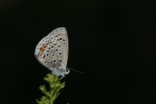 okgzl Gm Mavi (Albulina loewii)