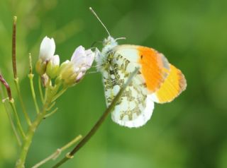 Turuncu Ssl (Anthocharis cardamines)