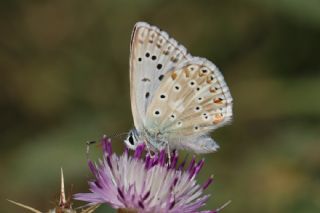 okgzl Anadolu illi Mavisi (Polyommatus ossmar)