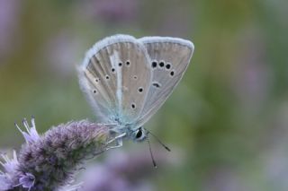 okgzl Ar Mavisi (Polyommatus vanensis)