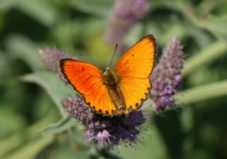 Orman Bakr Gzeli (Lycaena virgaureae)