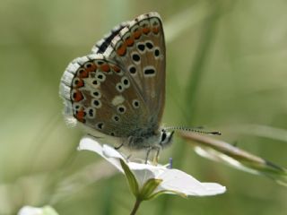 okgzl Balkan Mavisi (Aricia anteros )