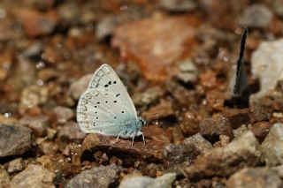 okgzl Edon Mavisi (Polyommatus aedon)