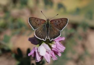 sli Bakr Gzeli (Lycaena tityrus)